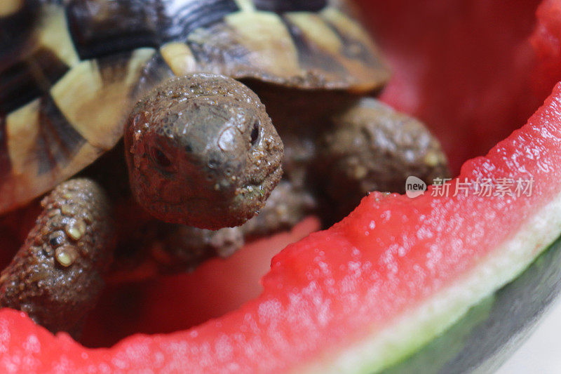 龟吃西瓜的形象，饥饿的小龟宝宝俄罗斯哈茨菲尔德饮食/赫尔曼的龟粮，喂食和吃整个西瓜一半/新鲜水果，瓜作为健康的宠物龟的饮食指导和照顾，头部，前腿和花纹壳